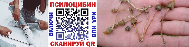 купить  цена  Петухово  Галлюциногенные грибы MAGIC MUSHROOMS 